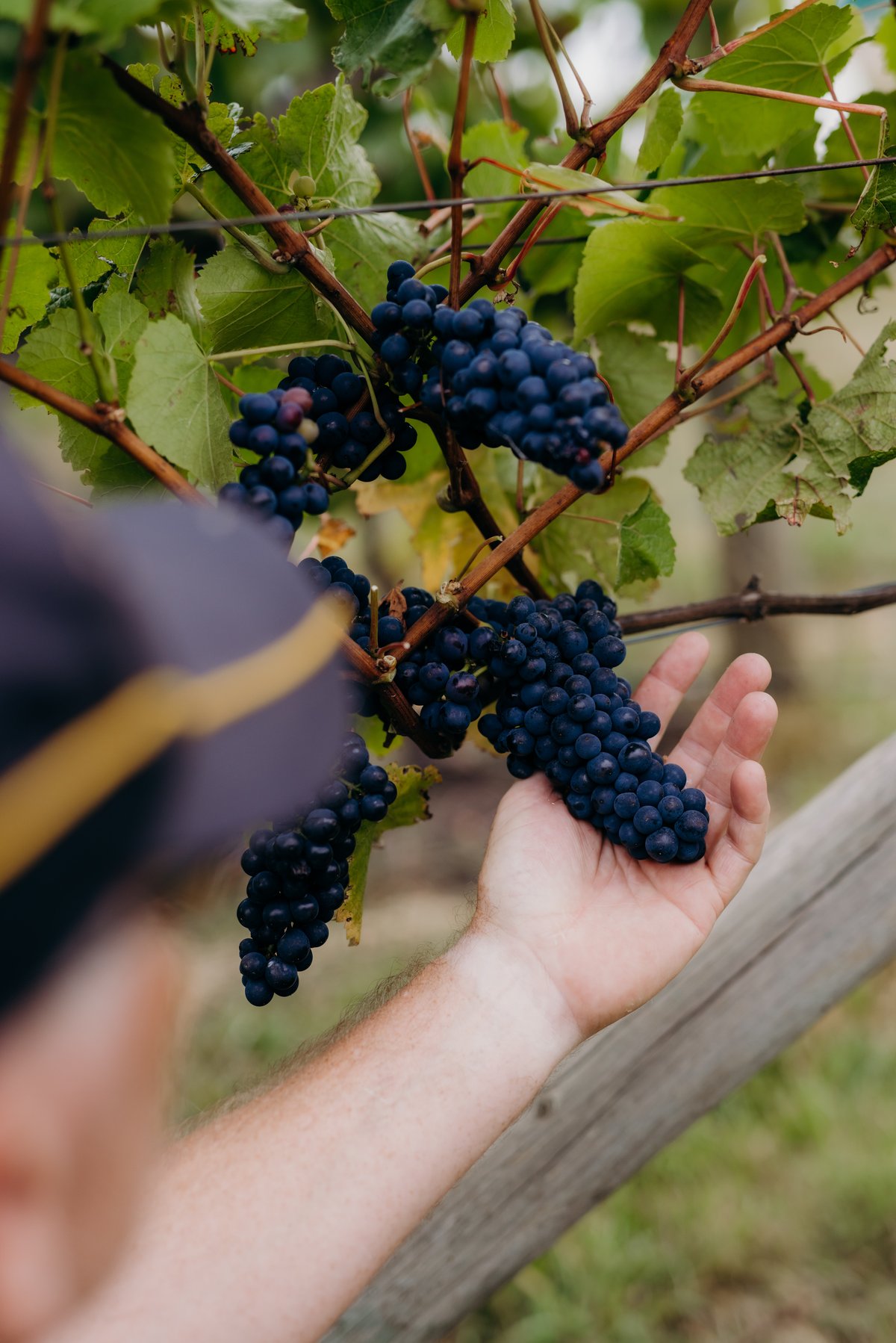 BrandTasmania-CraigieKnoweVineyard-62