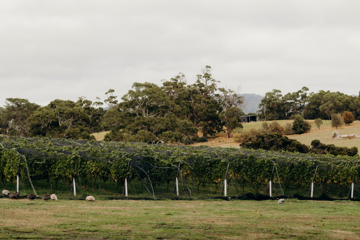 TasmanianMark-CascadesBayWines-100