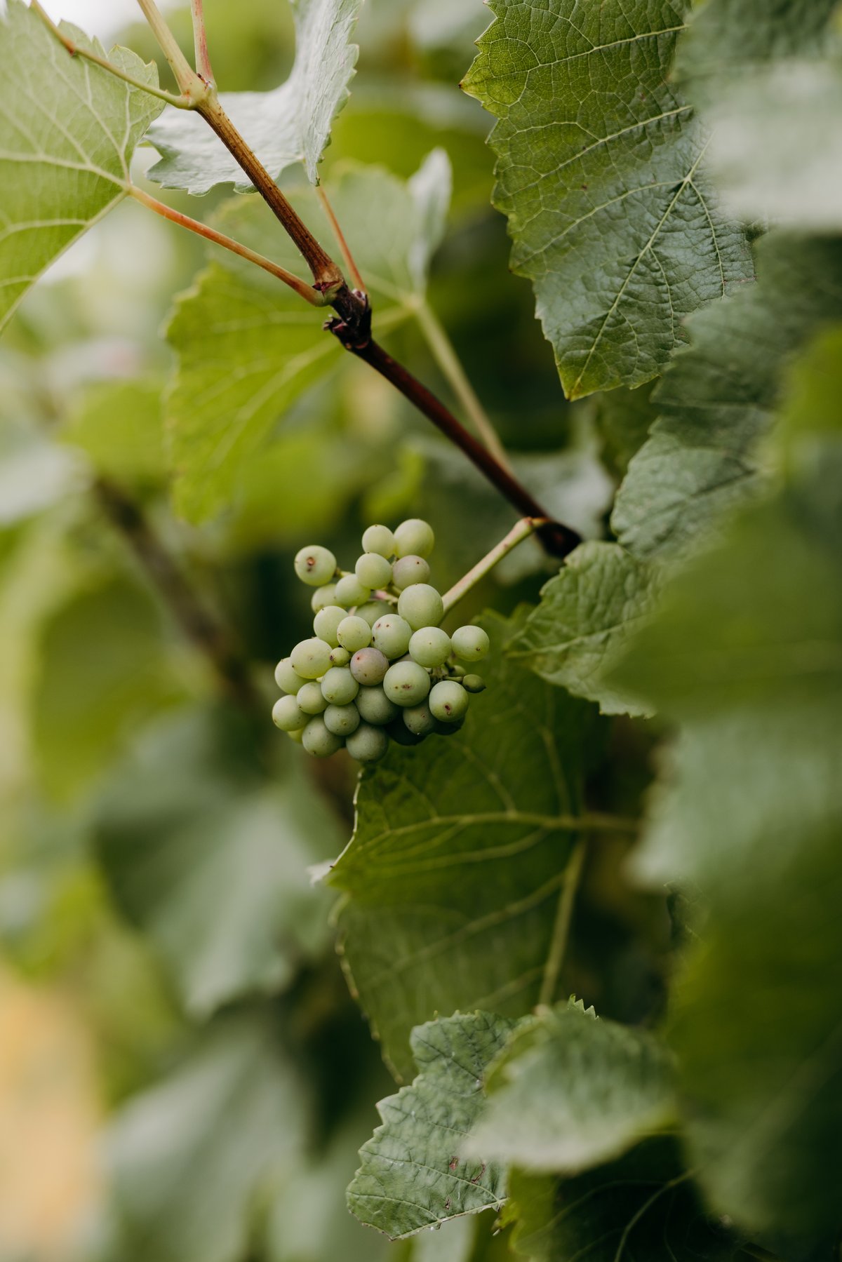 TasmanianMark-CascadesBayWines-7