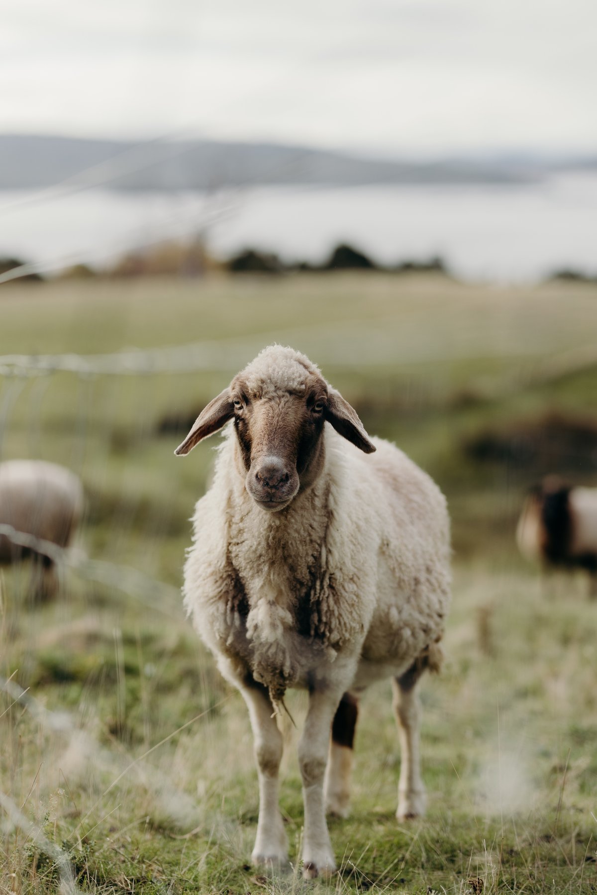 TasmanianMark-Hartshorn Distillery-57